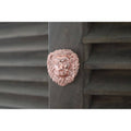 Brass Lion Drawer Cabinet Knob - Rose Gold Finish - Brass bee