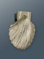 Brass Shell Door Knocker